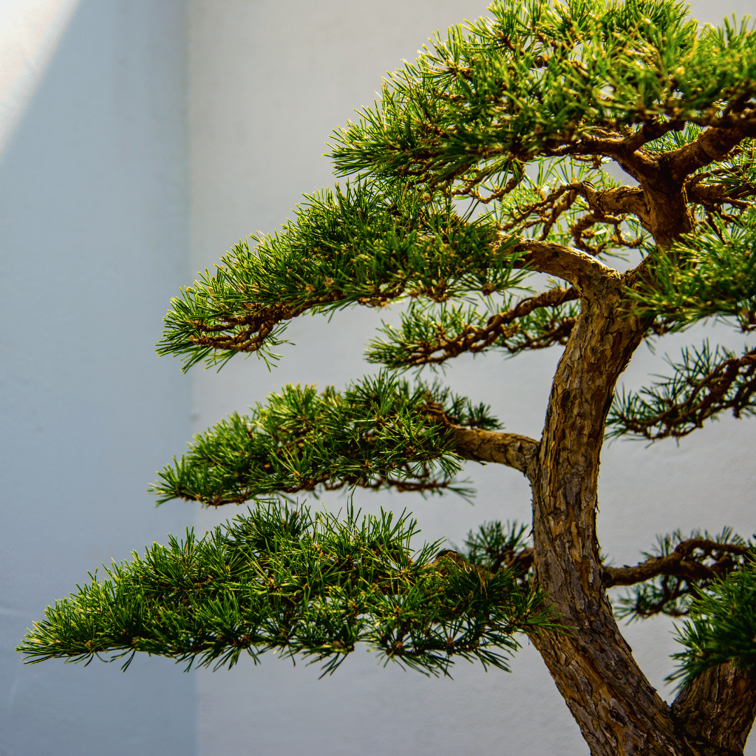 bonsai-festival-florasie-evenement-montreal-jardin-botanique-de-montreal
